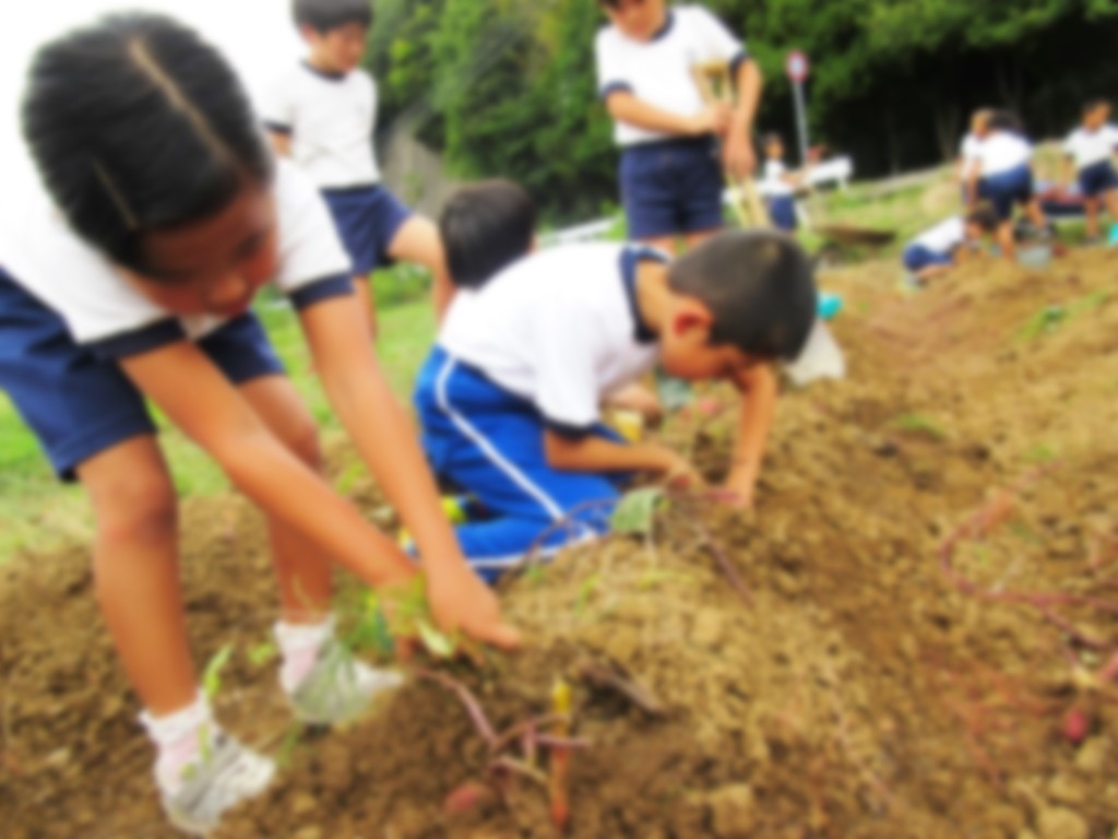 体操着を着た児童たちが畑のさつまいもを掘っている写真