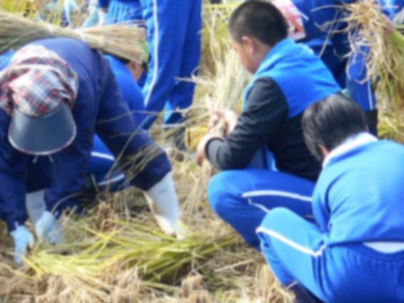 体操着姿の児童たちがもち米の稲を収穫している写真