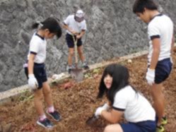 体操着と軍手を身に着けさつまいもを掘っている児童たちの写真