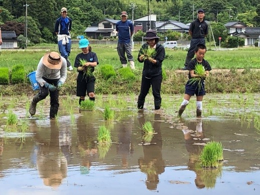 田んぼに入ってもち米の苗を植えている児童たちと大人の写真