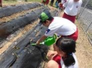 じょうろで芋の苗に水をやっている児童の写真