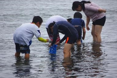 児童たちが海に膝まで入り、海中の生き物を観察している写真