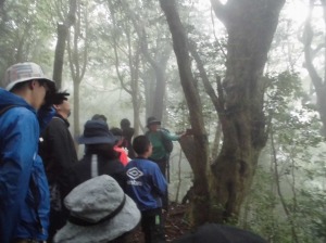 霧がかかった山中で帽子をかぶった人々が木の前に集まり、ガイドの説明を聞いている写真