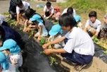 生徒たちが保育園児と一緒に畑にしゃがんで苗植えをしている写真