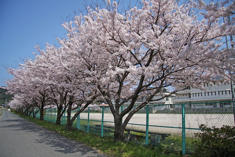 中村の桜の写真