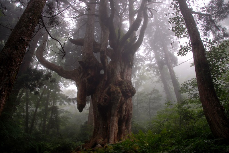 岩倉の乳房杉(2)の写真