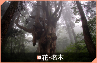 花・名木