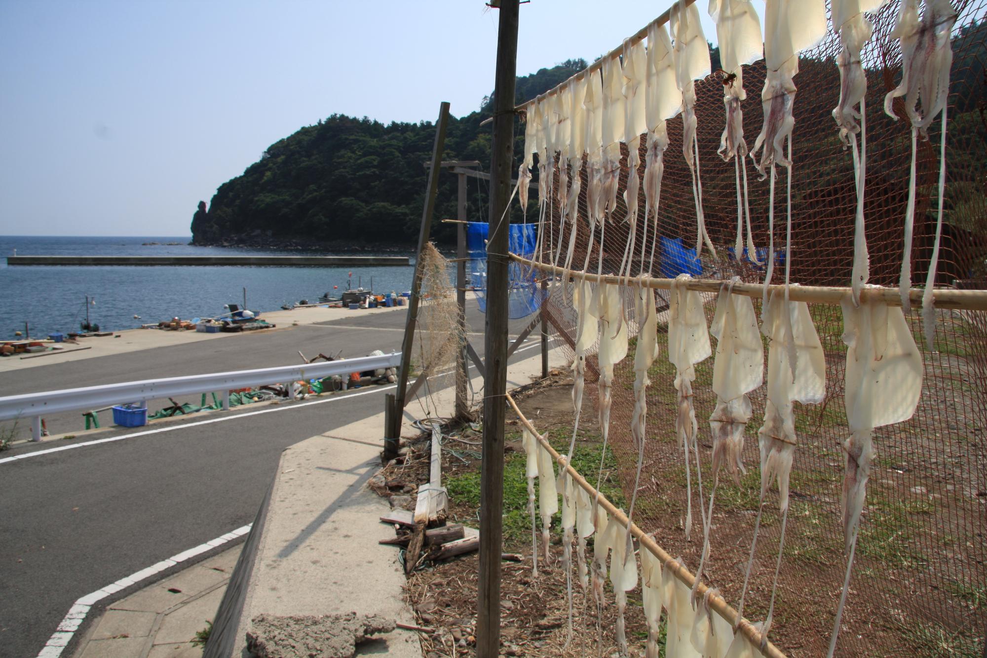 隠岐のイカ (4)