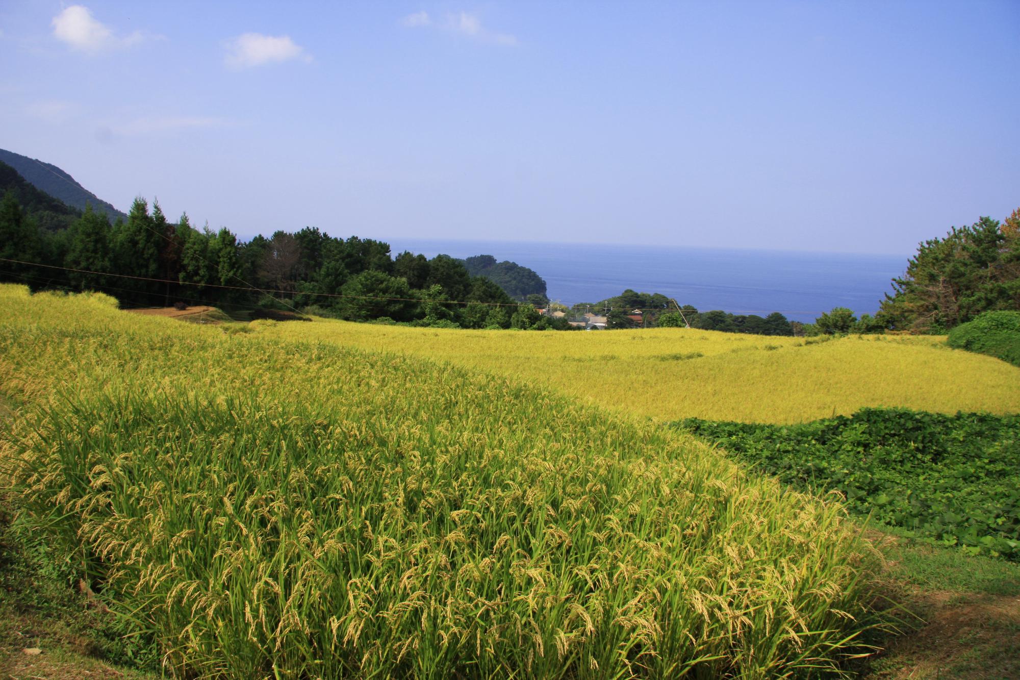 中村地区 (2)