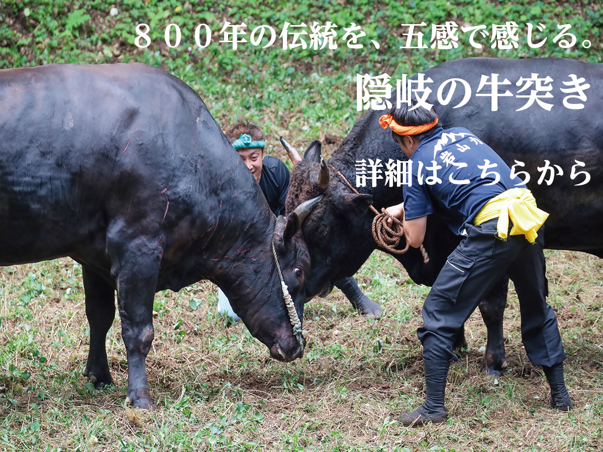 隠岐の牛突きバナー用画像