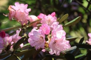 オキシャクナゲ