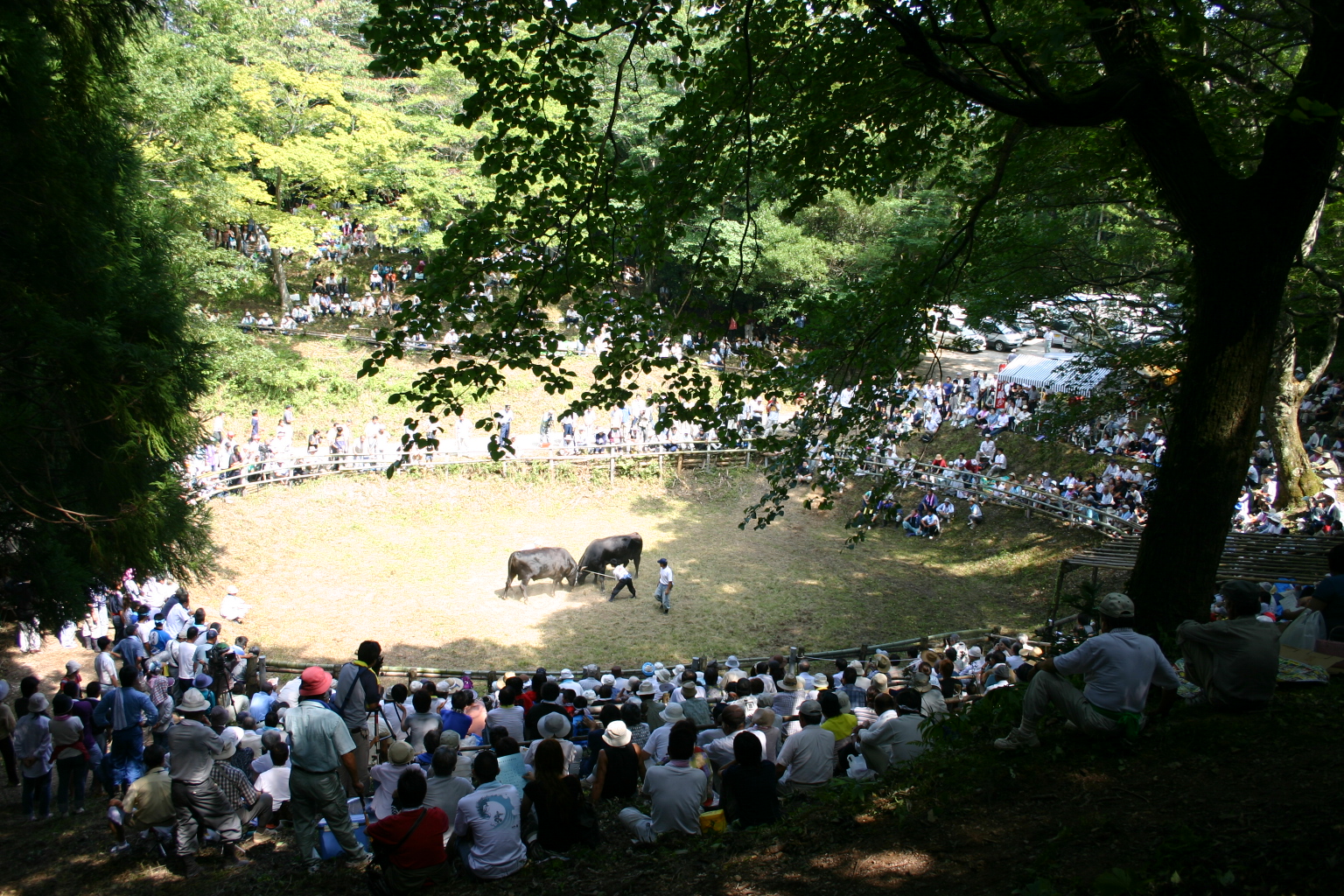 隠岐の牛突き習俗 (1)