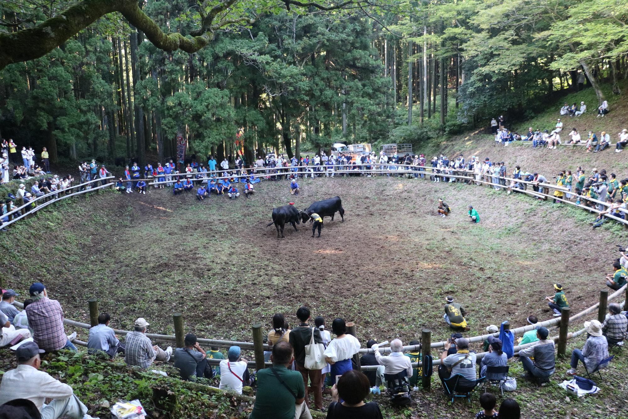 隠岐の牛突き習俗 (2)