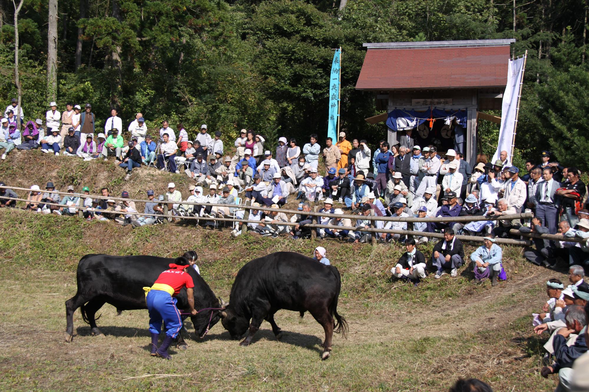 隠岐の牛突き習俗 (7)