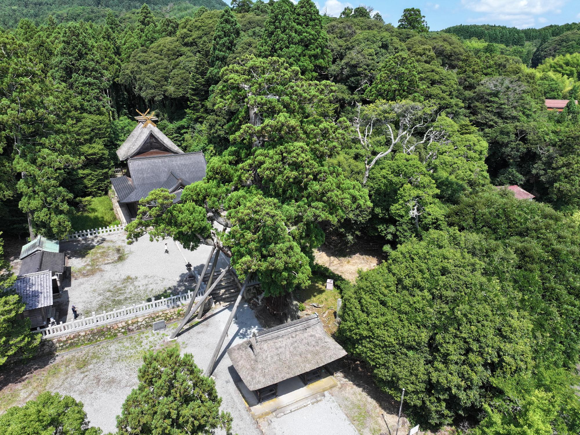 八百杉 (2)