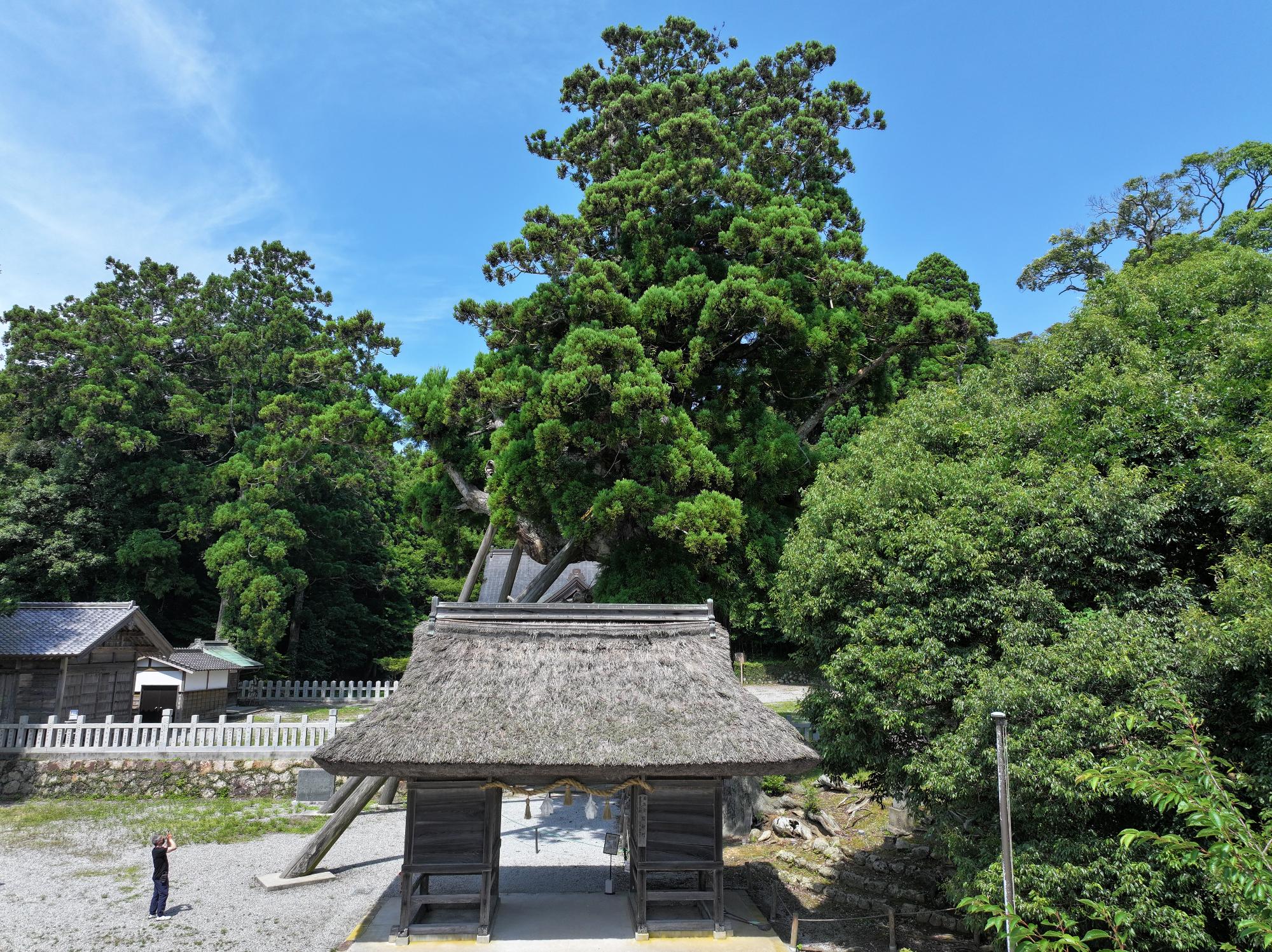 八百杉 (3)