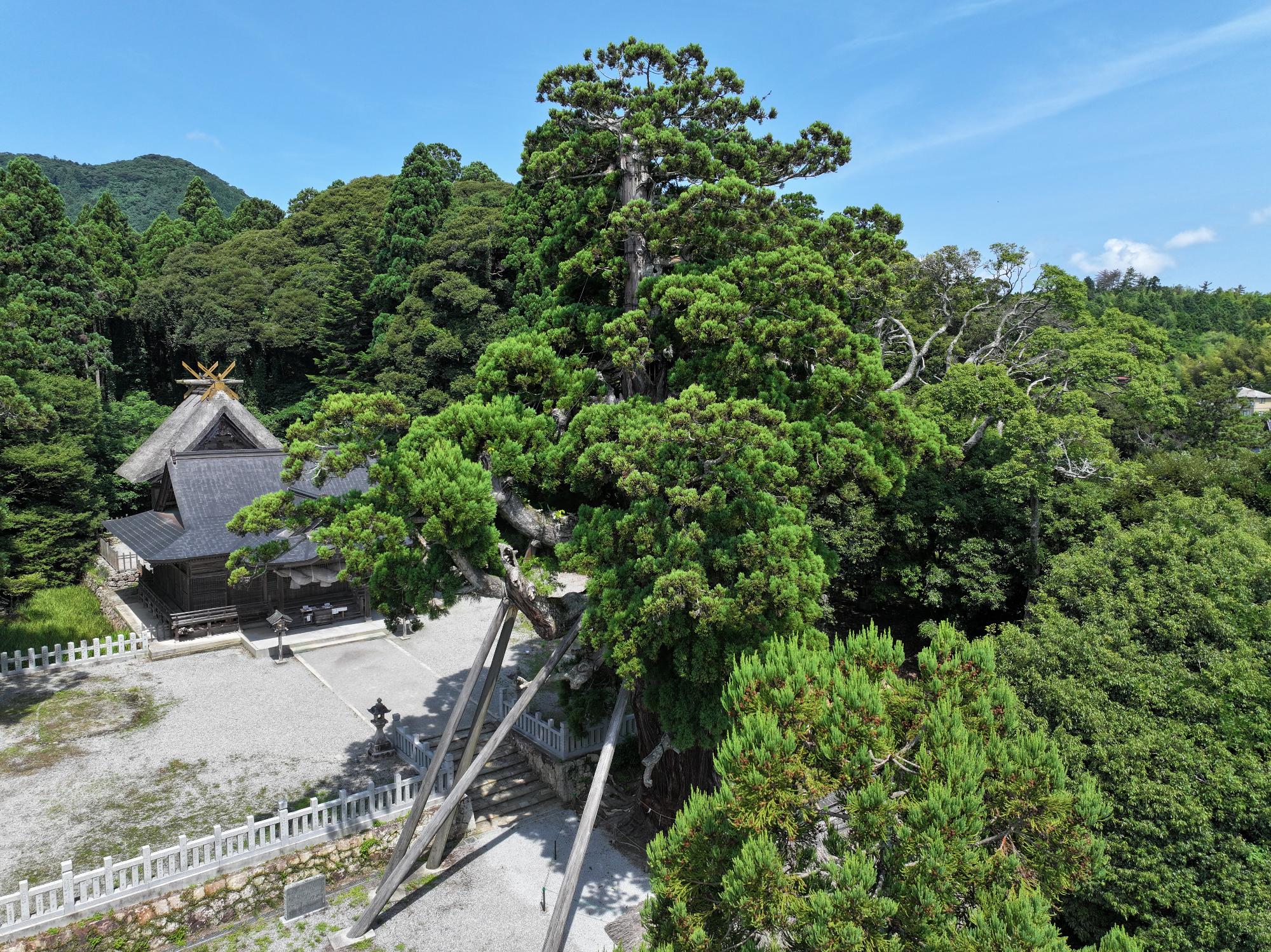 八百杉 (4)