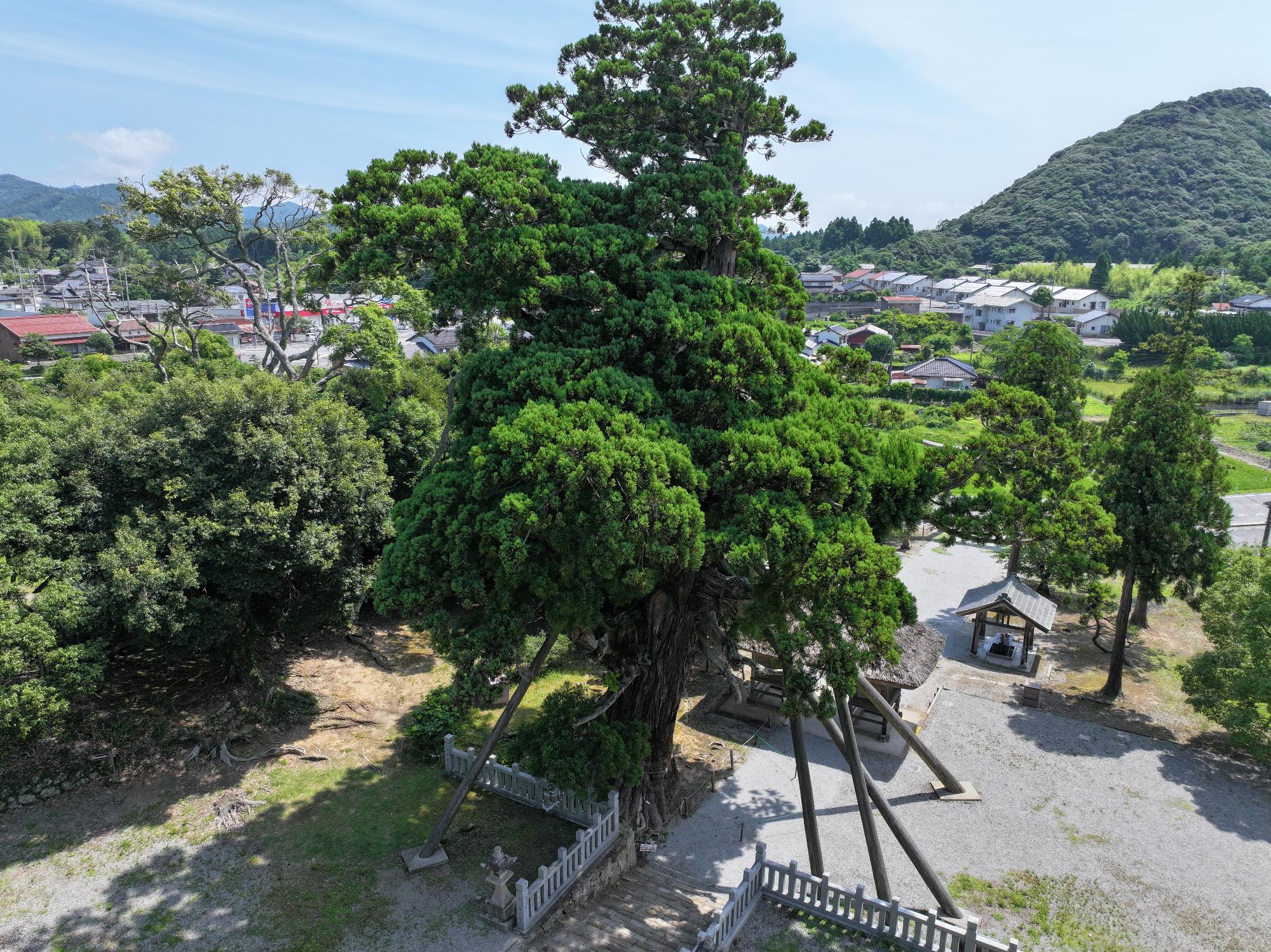 八百杉 (5)