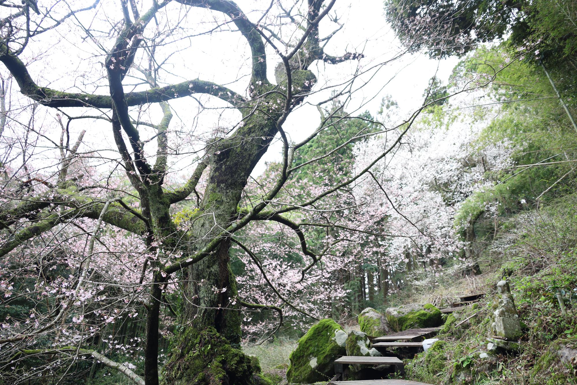 元屋の世間桜 (2)
