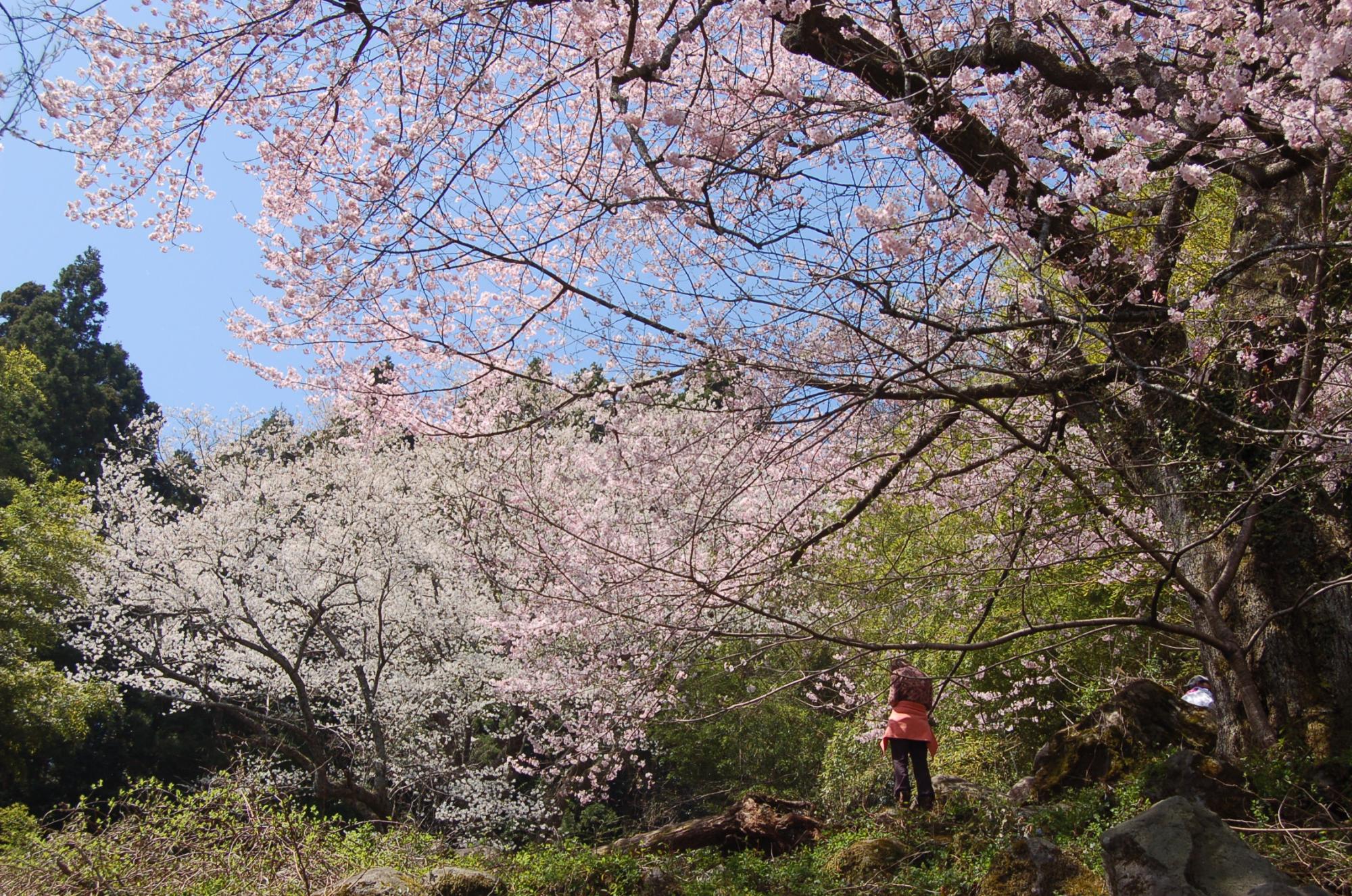 元屋の世間桜 (3)