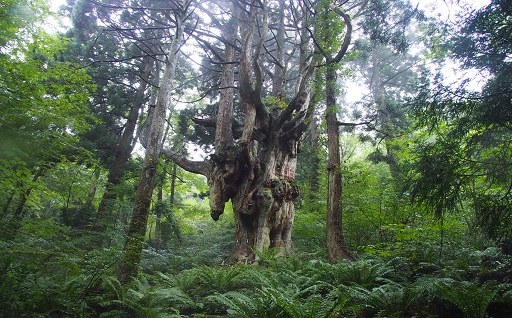 自然公園にある幹の太い大きな木の写真