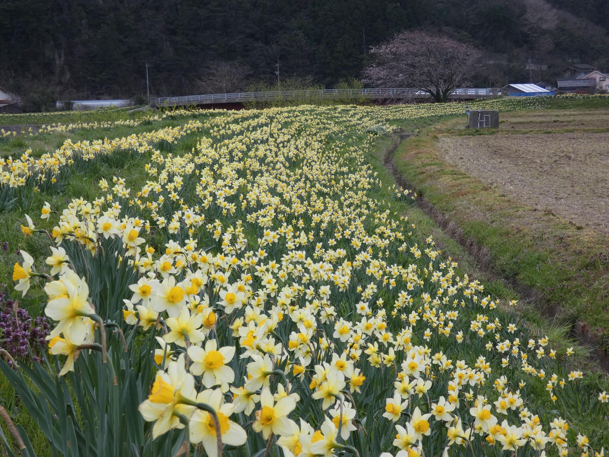 重栖川周辺に咲いている白色のスイセンの花の写真