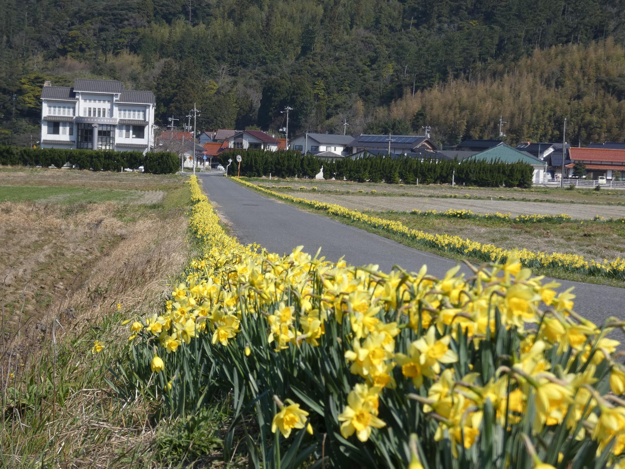 隠岐温泉GOKA周辺に咲いている黄色のスイセンの花の写真