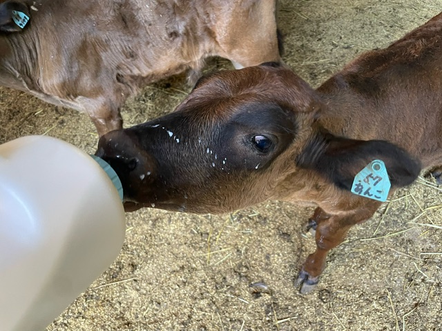 子どもの牛に飲み物を与えている様子の写真