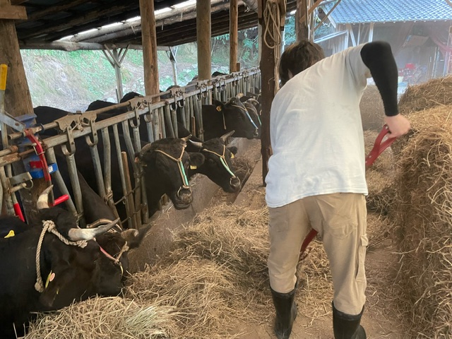 牛舎で並んでいる牛に干し草を与えている様子の写真
