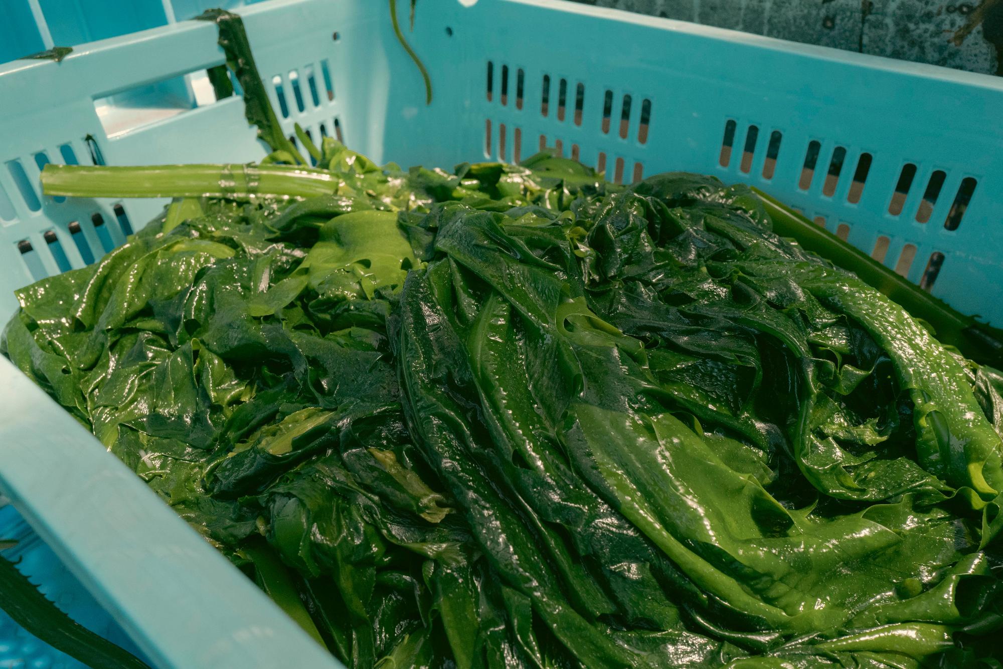 青いかごに入った緑色のわかめの写真