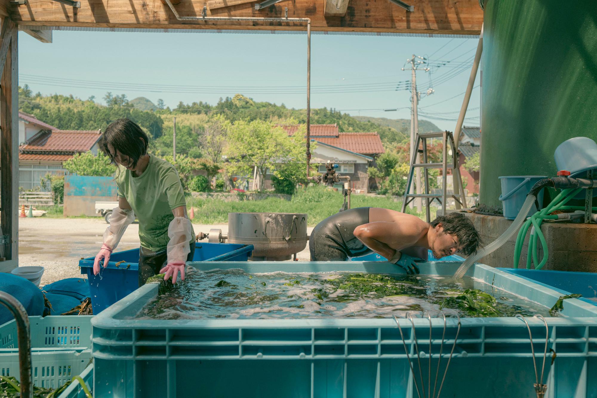 大きな青い水槽に水と一緒に入っているわかめと二人の作業員の写真