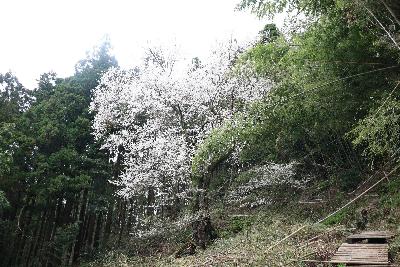 県指定天然記念物元屋の世間桜の写真。たくさんの白い花が咲いている。