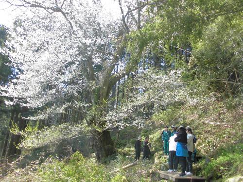 桜を見上げる北小児童たち