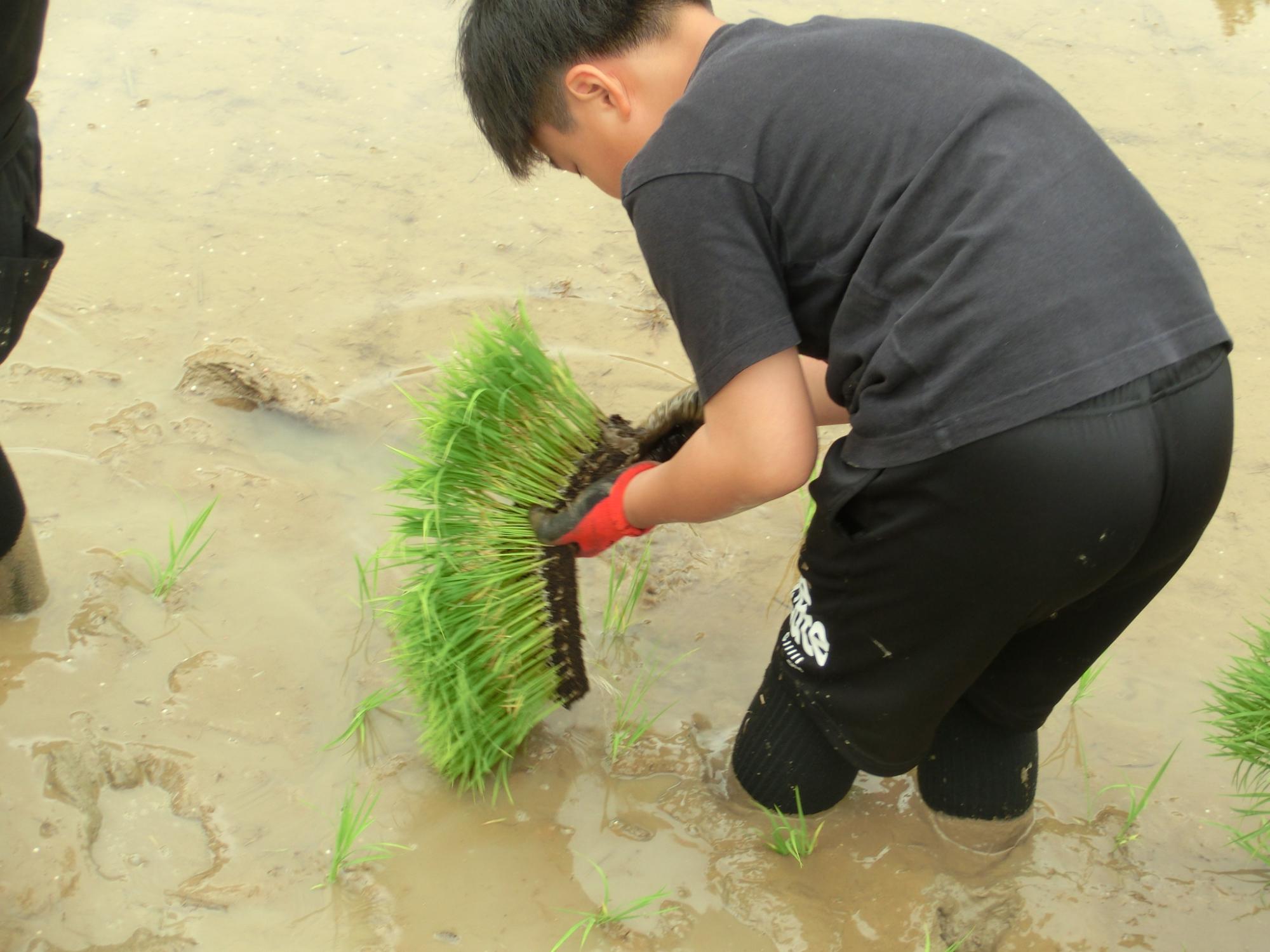 田んぼの苗を手で植える児童の様子