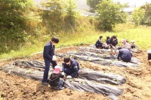 学校の畑で生徒と園児が協力して苗を植えている写真
