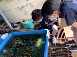 水槽の前で児童たちが金魚を観察している写真