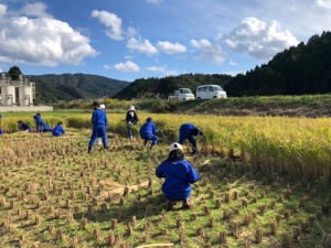 田んぼで生徒たちが稲刈りをする様子の写真