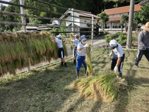 田んぼの脇で児童たちが稲をはざ掛けしている写真
