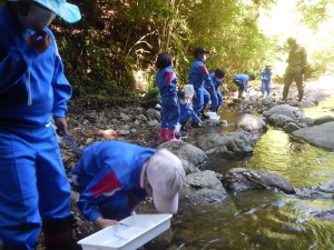 清流に沿った石の河原でジャージ姿の児童たちが網や篭を使って生き物を採集している様子の写真