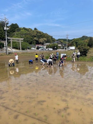 水の張ったたんぼに入り田植えをする児童たちの写真