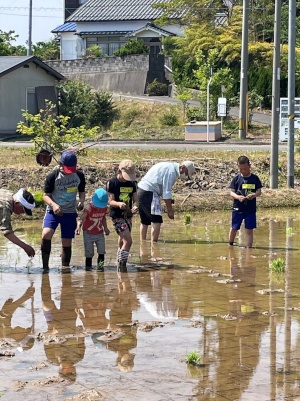 苗を手に持って田んぼの中を歩く児童たちの写真