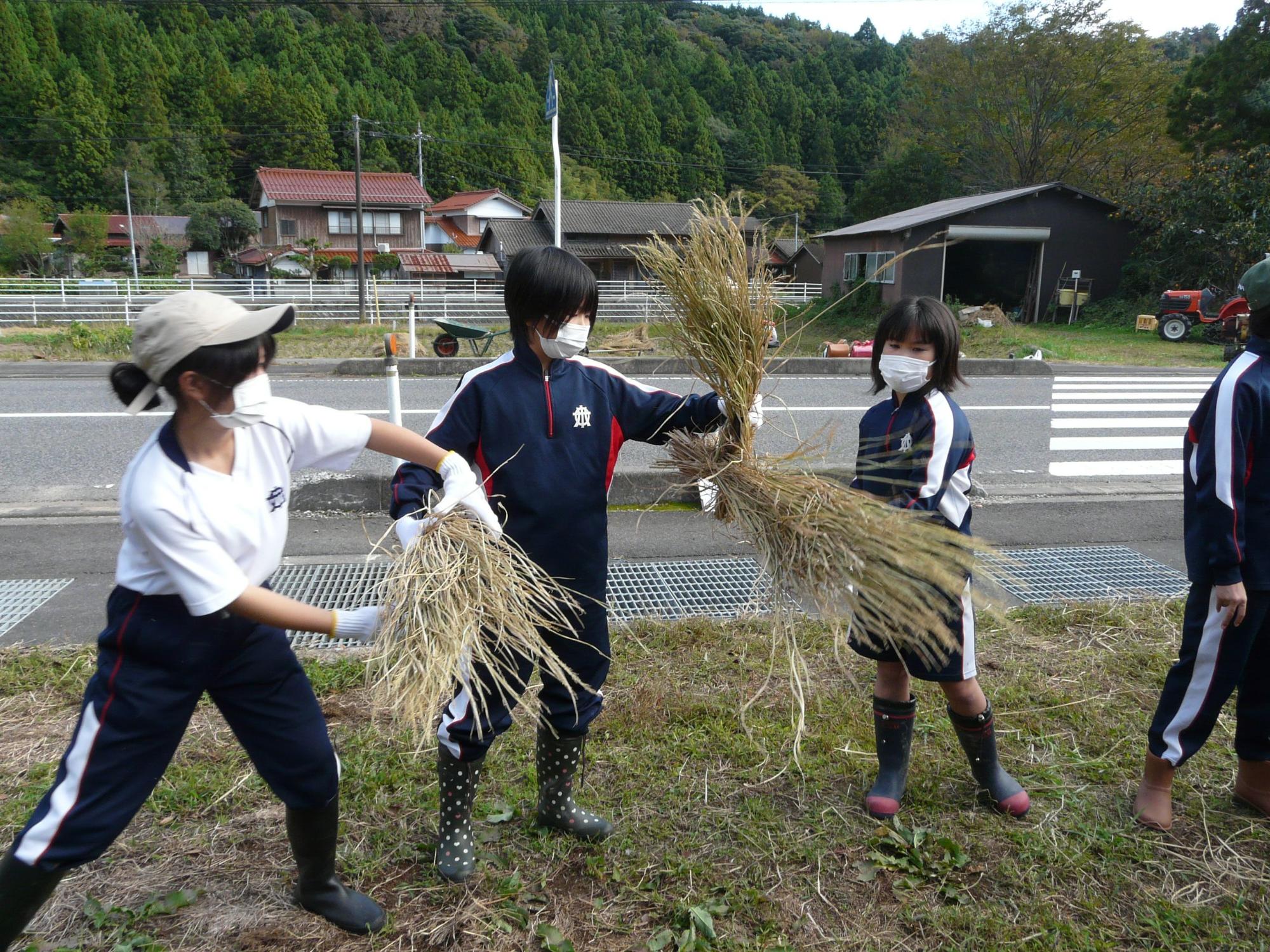 田んぼのそばで児童たちが稲の束を手に持って作業している写真
