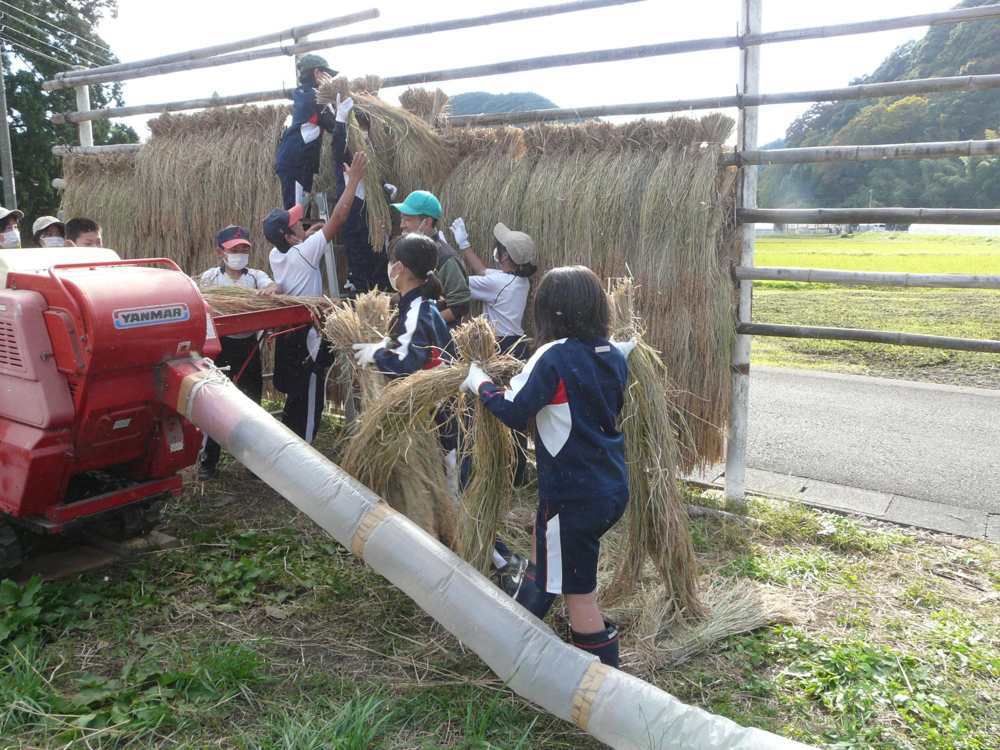 脱穀機の近くで児童たちが稲を掛けて干している写真
