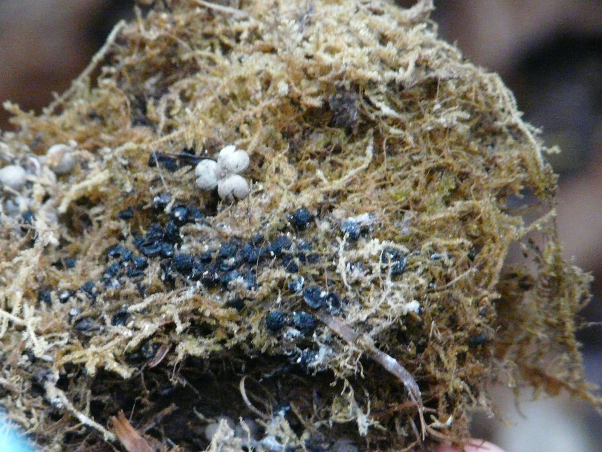 巣材のコケや糞がまとまっている写真