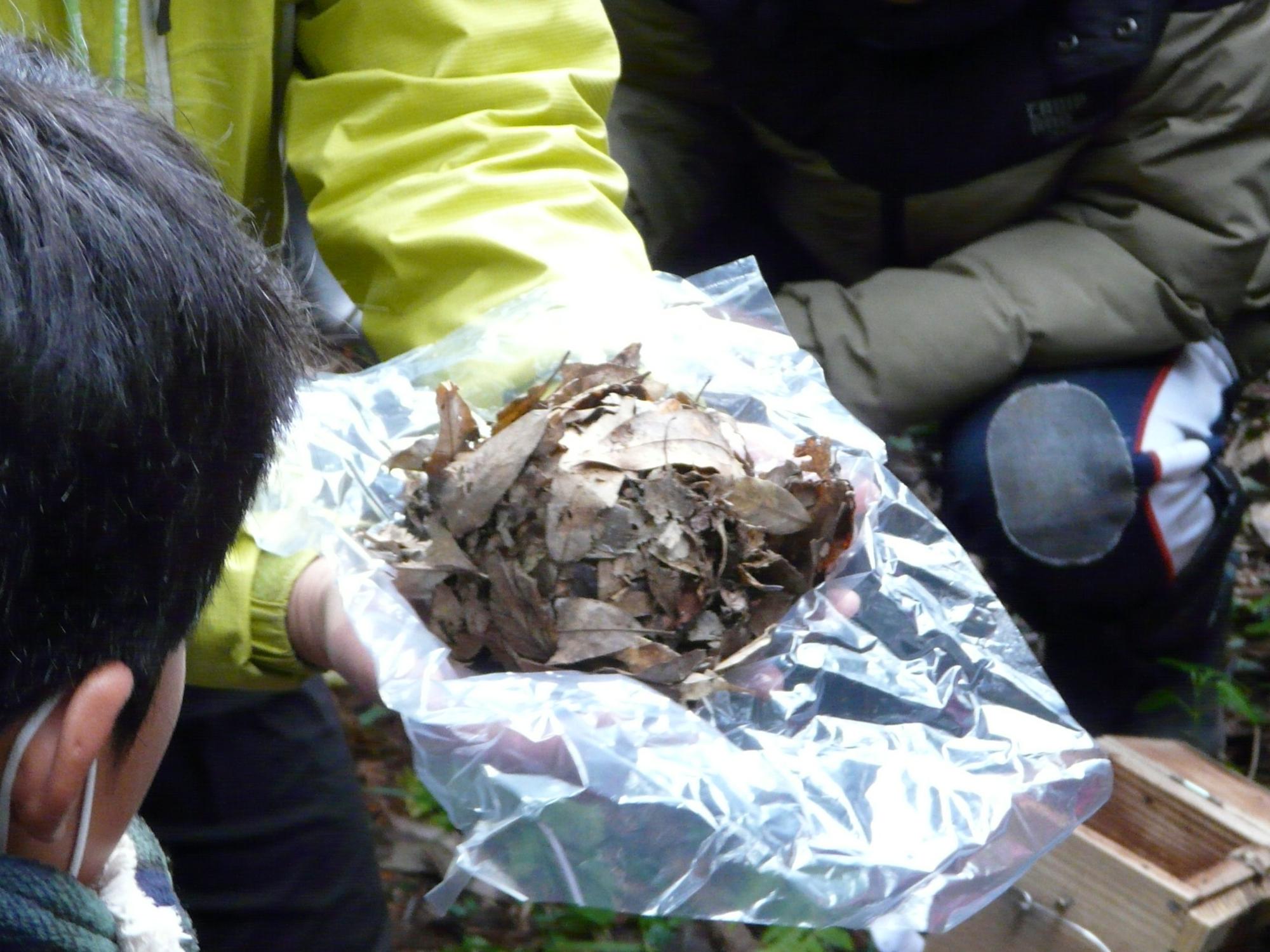 ビニール袋に入れた落ち葉を観察している写真