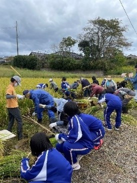 田んぼのあぜ道で児童と地域の人たちが稲刈りをしている写真