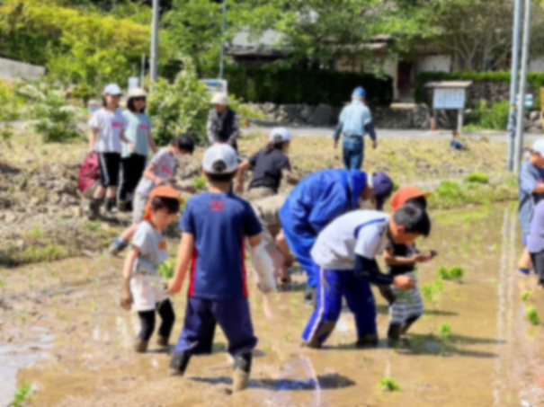 地元の人と一緒に田植えを体験する児童たちの写真