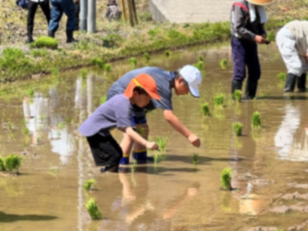 田んぼの中で帽子をかぶった子供たちが並んで苗を植えている写真
