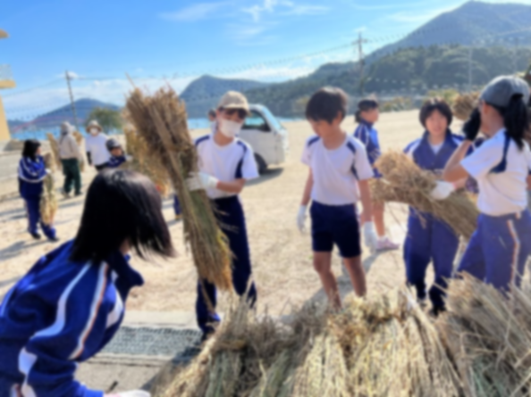 屋外で刈り取った稲を束ねて作業する児童の写真