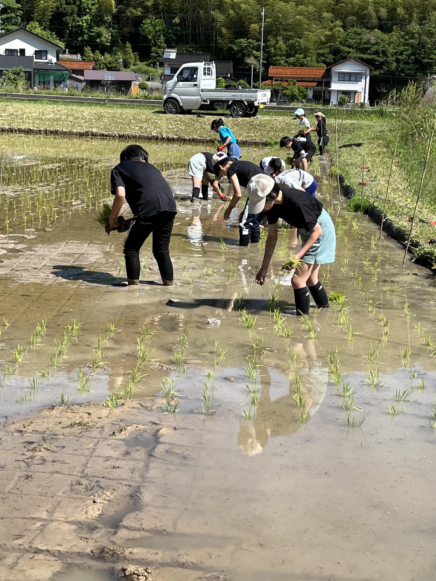 田んぼで児童たちが田植え体験をしている写真